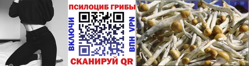 купить   Устюжна  Галлюциногенные грибы мицелий 